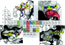 Graphical abstract: Targeting proteins with metal complexes