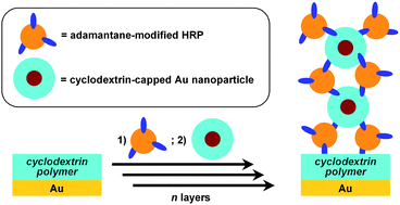 Graphical abstract: Layer-by-layer self-assembly of peroxidase on gold electrodes based on complementary cyclodextrin–adamantane supramolecular interactions