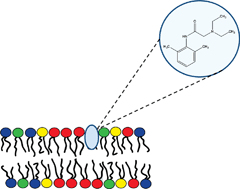 Graphical abstract: Drug interactions with lipid membranes