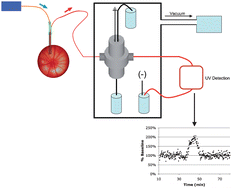 Graphical abstract: High temporal resolution coupling of low-flow push-pull perfusion to capillary electrophoresis for ascorbate analysis at the rat vitreoretinal interface