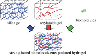 Graphical abstract: Development of a silica-based double-network hydrogel for high-throughput screening of encapsulated enzymes