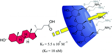 Graphical abstract: Remarkably stable inclusion complexes with heptakis-[6-deoxy-6-(2-aminoethylsulfanyl)]-β-cyclodextrin