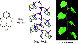 Graphical abstract: Molecular botanical garden: assembly of supramolecular silver(I) and mercury(II) complexes of NS2-donor macrocycles with flower-, leaf- and tree-shaped structures