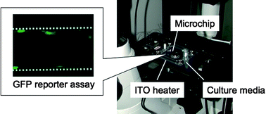 Graphical abstract: Microchip-based cell analysis and clinical diagnosis system