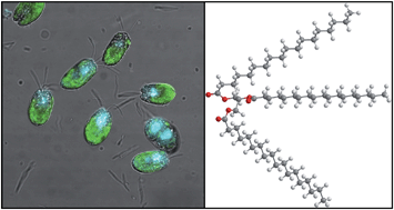 Graphical abstract: Catalytic upgrading of tri-glycerides and fatty acids to transport biofuels