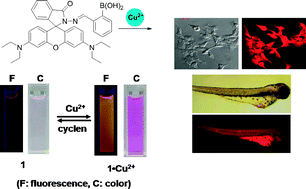 Graphical abstract: Boronic acid-linked fluorescent and colorimetric probes for copper ions