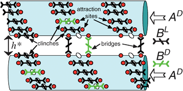 Graphical abstract: Theory of chiral recognition in DNA condensation