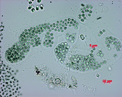 Graphical abstract: Diversity of hepatotoxic cyanobacteria in the Nile Delta, Egypt