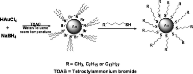 Graphical abstract: Microsecond charge separation upon photoexcitation of gold nanoparticles in imidazolium ionic liquids