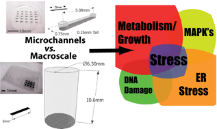 Graphical abstract: From the cellular perspective: exploring differences in the cellular baseline in macroscale and microfluidic cultures