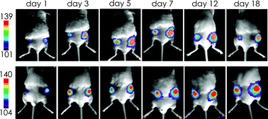 Graphical abstract: A redshifted codon-optimized firefly luciferase is a sensitive reporter for bioluminescence imaging