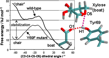 Graphical abstract: Computational mutagenesis reveals the role of active-site tyrosine in stabilising a boat conformation for the substrate: QM/MM molecular dynamics studies of wild-type and mutant xylanases