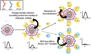 Graphical abstract: Multiplexed energy transfer mechanisms in a dual-function quantum dot for zinc and manganese
