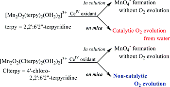 Graphical abstract: Non-catalytic O2 evolution by [(OH2)(Clterpy)Mn(μ-O)2Mn(Clterpy)(OH2)]3+ (Clterpy = 4′-chloro-2,2′:6′,2″-terpyridine) adsorbed on mica with CeIV oxidant