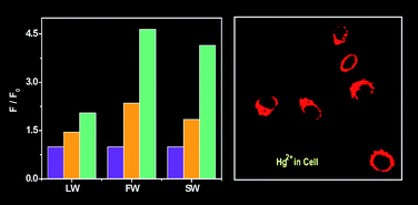 Graphical abstract: A bright water-compatible sugar-rhodamine fluorescence sensor for selective detection of Hg2+ in natural water and living cells