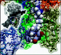 Graphical abstract: Single amino acid chelates (SAAC): a strategy for the design of technetium and rhenium radiopharmaceuticals