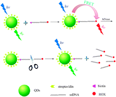 Graphical abstract: A high sensitive and specific QDs FRET bioprobe for MNase