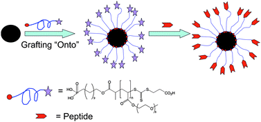 Graphical abstract: The stabilization and bio-functionalization of iron oxide nanoparticles using heterotelechelic polymers