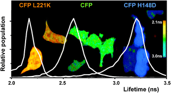 Graphical abstract: The use of cyan fluorescentprotein variants with a distinctive lifetime signature