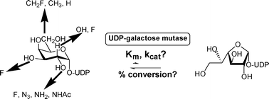 Graphical abstract: Sugar nucleotide recognition by Klebsiella pneumoniaeUDP-d-galactopyranose mutase: Fluorinated substrates, kinetics and equilibria