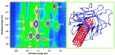 Graphical abstract: Engineered carbohydrate-binding module (CBM) protein-suspended single-walled carbon nanotubes in water