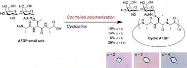 Graphical abstract: One-pot synthesis of cyclic antifreeze glycopeptides