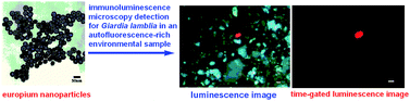 Graphical abstract: Visible-light-sensitized highly luminescent europium nanoparticles: preparation and application for time-gated luminescence bioimaging
