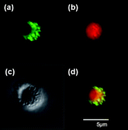 Graphical abstract: Fabrication of stable anisotropic microcapsules