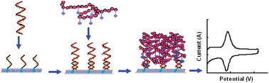 Graphical abstract: A DNA biosensor based on a morpholino oligomer coated indium-tin oxide electrode and a cationic redox polymer