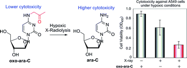 Graphical abstract: Radiolytic activation of a cytarabine prodrug possessing a 2-oxoalkyl group: one-electron reduction and cytotoxicity characteristics