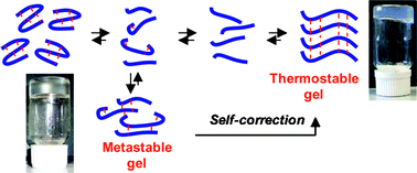 Graphical abstract: Supramolecular gel formation and self-correction induced by aggregation-driven conformational changes