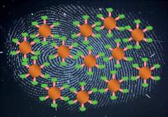 Graphical abstract: Rapid detection of drug metabolites in latent fingermarks