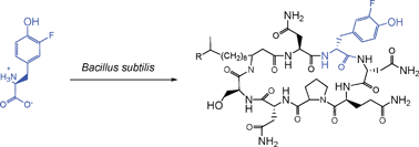 Graphical abstract: Precursor-directed biosynthesis of fluorinated iturin A in Bacillus spp.