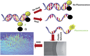 Graphical abstract: High throughput single molecule detection for monitoring biochemical reactions