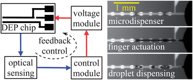 Graphical abstract: DEP actuated nanoliter droplet dispensing using feedback control