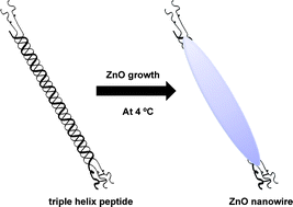 Graphical abstract: Low temperature synthesis of ZnO nanowires by using a genetically-modified collagen-like triple helix as a catalytic template