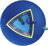 Graphical abstract: Molecular assembly and application of biomimetic microcapsules