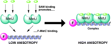 Graphical abstract: Identification of stable S-adenosylmethionine (SAM) analogues derivatised with bioorthogonal tags: effect of ligands on the affinity of the E. coli methionine repressor, MetJ, for its operator DNA
