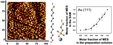 Graphical abstract: Structure and composition of binary monolayers self-assembled from sodium 2-mercaptoetanosulfonate and mercaptoundecanol mixed solutions on silver and gold supports