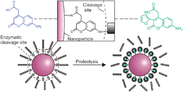 Graphical abstract: Protease responsive nanoprobes with tethered fluorogenic peptidyl 3-arylcoumarin substrates