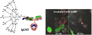 Graphical abstract: Effective delivery of IgG-antibodies into infected cells via dendritic molecular transporter conjugate IgGMT