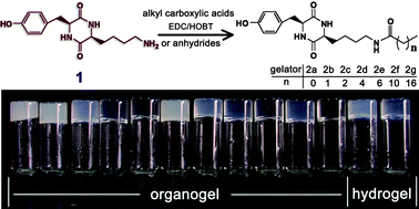 Graphical abstract: Organo- and hydrogels derived from cyclo(L-Tyr-L-Lys) and its ε-amino derivatives