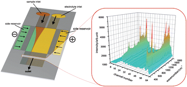 Graphical abstract: Isotachophoretic free-flow electrophoretic focusing and SERS detection of myoglobin inside a miniaturized device