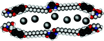 Graphical abstract: “Aplosspan:” a bilayer-length, ion-selective ionophore that functions in phospholipid bilayers