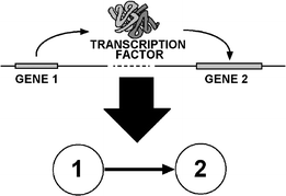 Graphical abstract: Functional models for large-scale gene regulation networks: realism and fiction