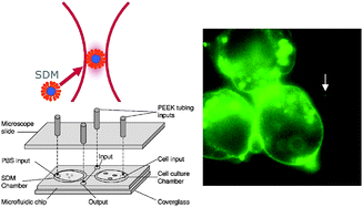 Graphical abstract: A microfluidic platform for probing single cell plasma membranes using optically trapped Smart Droplet Microtools (SDMs)