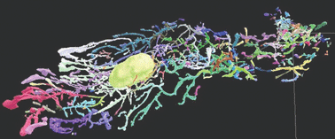 Graphical abstract: Mapping mammary gland architecture using multi-scale in situ analysis