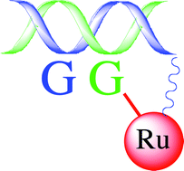 Graphical abstract: From cisplatin to photoreactive Ru complexes: targeting DNA for biomedical applications