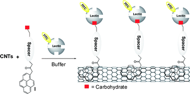 Graphical abstract: Non-covalent functionalization of carbon nanotubes with glycolipids: glyconanomaterials with specific lectin-affinity