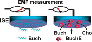 Graphical abstract: Potentiometric sensing of butyrylcholinesterase based on in situ generation and detection of substrates